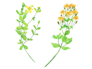 Hypericum perforatum branch isolated on white background. Watercolor hand drawn illustration. St Johns wort. Yellow flowers. - obrazy, fototapety, plakaty