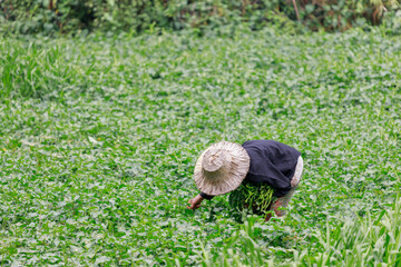 Pictures of the lives of gardeners harvesting vegetables