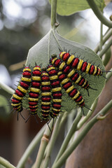 Caterpillars