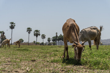Naklejka na ściany i meble grazing goats and palm trees at Vishal khadi, Rajpipla