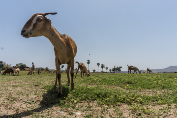 grazing goats and palm trees at Vishal khadi, Rajpipla