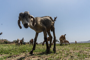 grazing goats and palm trees at Vishal khadi, Rajpipla
