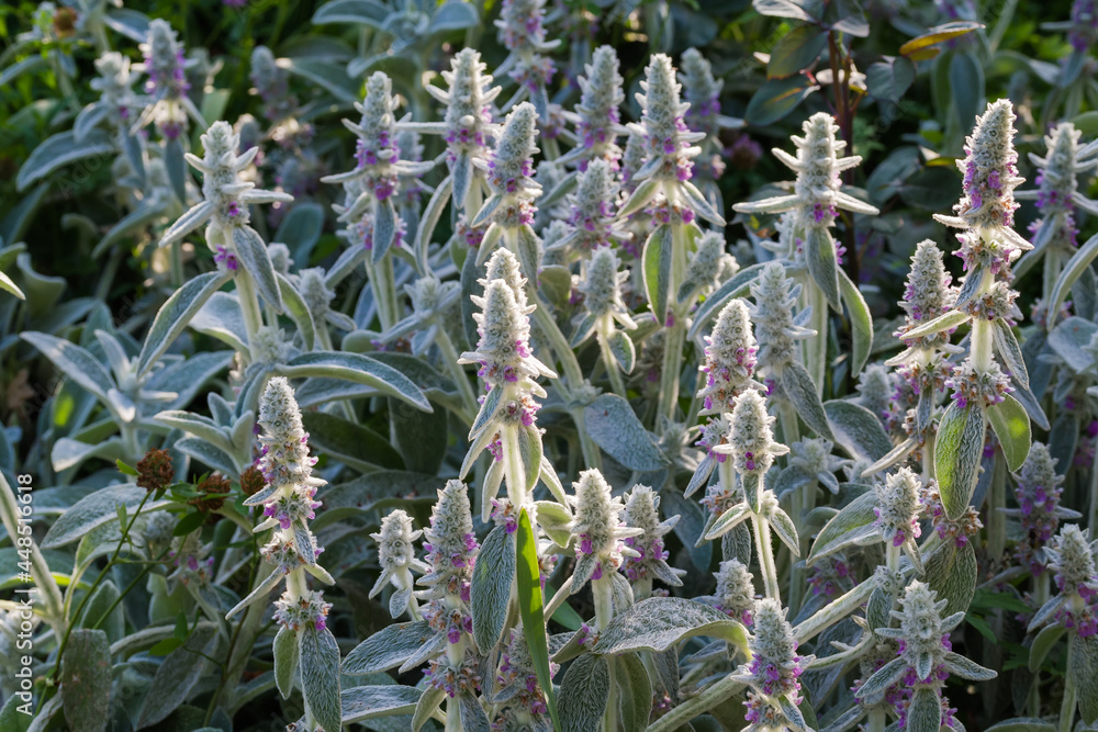 Wall mural flowering stachys byzantina bush with leaves with silver-white hairs