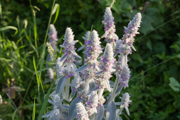 Stems of flowering Stachys byzantina with inflorescences on tops