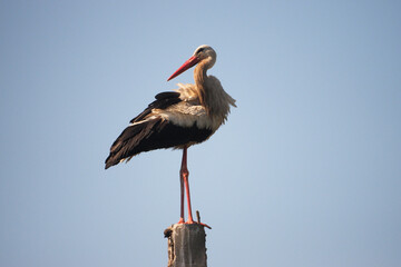 The stork stands on the pole. Beautiful stork.