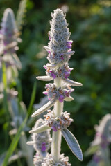 Inflorescence of Stachys byzantina, close-up on a blurred background