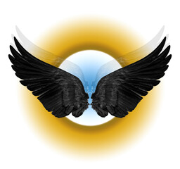 black wings on white background,isolated