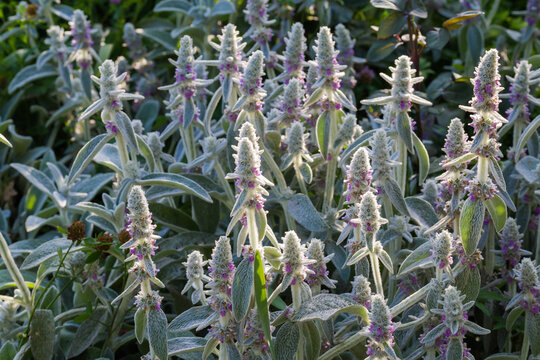 Flowering Stachys byzantina bush with leaves with silver-white hairs