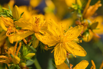 Flowers of St John's wort, close-up in selective focus