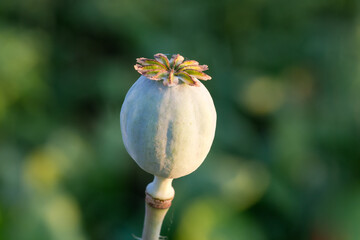 Unripe breadseed poppy seed capsule, close-up on blurred background
