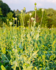 Obraz premium Bush of breadseed poppy with unripe rounded seed capsules