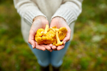 picking season, nature and forest concept - close up of young woman holding chanterelle mushrooms in hands - obrazy, fototapety, plakaty