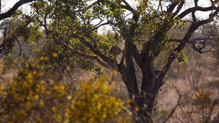 a beautiful Leopard in a tree