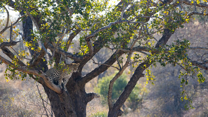a beautiful Leopard in a tree