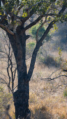 Fototapeta na wymiar a beautiful Leopard in a tree
