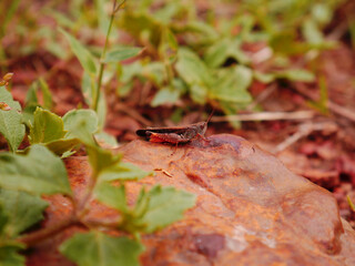 Locust insect presented on stone surface around natural green leaves field.