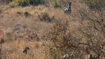 Leopard spotted by a zebra