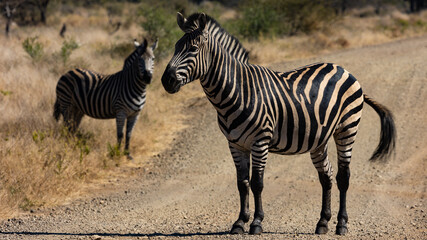 Fototapeta na wymiar Zebra with socks in the road