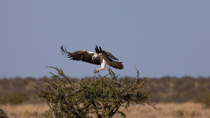 immature martial eagle in flight