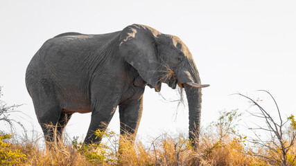 Fototapeta na wymiar African bull elephant in the wild