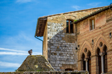 Single pigeon is resting on stone pyramid near old stone walls church, Tuscany, Italy