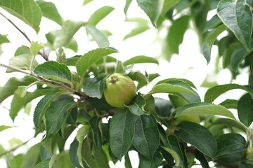 an unripe green apple
