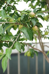 an unripe green apple