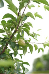 an unripe green apple
