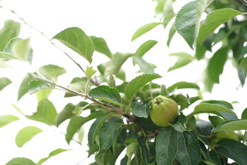 an unripe green apple
