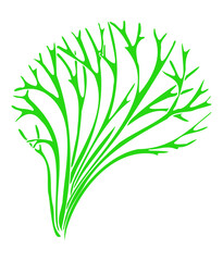 Hand drawing green seaweed river riccia