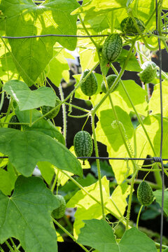 Cucamelon (Melothria scabra) in home garden. Own mouse melon organic fruits plant.