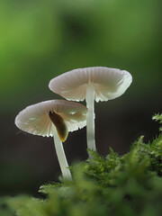 Pilze im Eifelwald