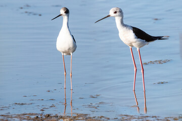 Black-winged stilt (Himantopus himantopus) in the wetlands