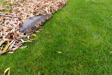 Pile of fall leaves with rake on lawn