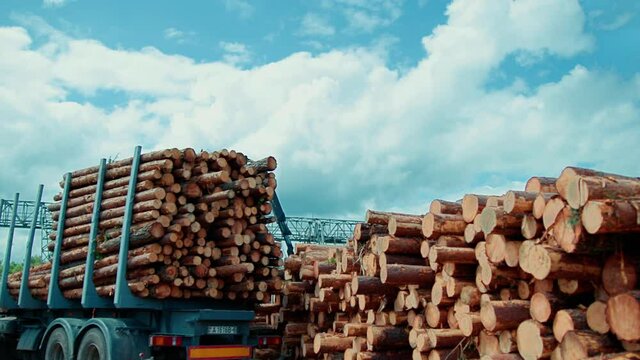 The crane loads the timber cut coniferous logs into the back. For further industrial processing in a woodworking factory. Logging on an industrial scale. Commercial timber harvesting.