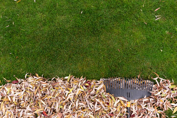 Pile of fall leaves with rake on lawn