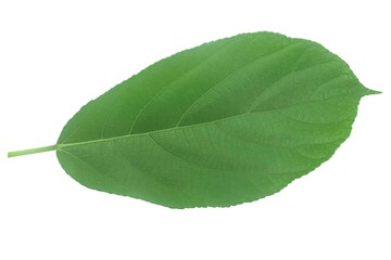 Fototapeta na wymiar Fresh green leaves isolated on a white background
