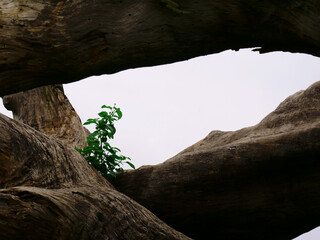 Green plant view between wooden trunk on sky background on center frame.