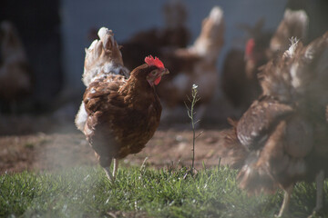 
farm chickens in hen house and loose in the field