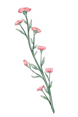 Obraz premium pink carnation flowers