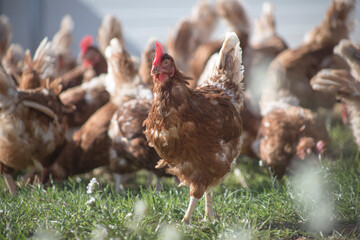 
farm chickens in hen house and loose in the field