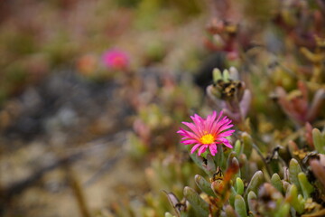 Close up on pink flower