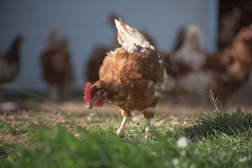 
farm chickens in hen house and loose in the field