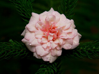Asian variety of rose visual upon thorn leaves at dark background.