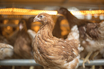 
farm chickens in hen house and loose in the field