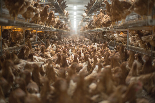 
farm chickens in hen house and loose in the field
