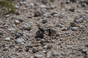 L'accouplement des libellules 1