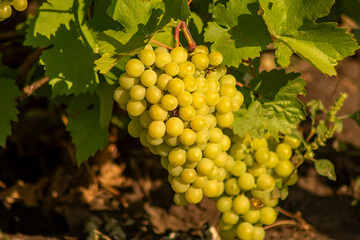 Grapes on a branch close up, summer day