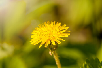Yellow dandelion close up, sunny day
