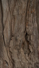 bark of a tree